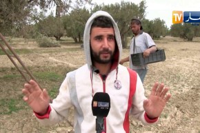 عين تموشنت: موسم جني الزيتون .. فرصة لكسب القوت للشباب البطال