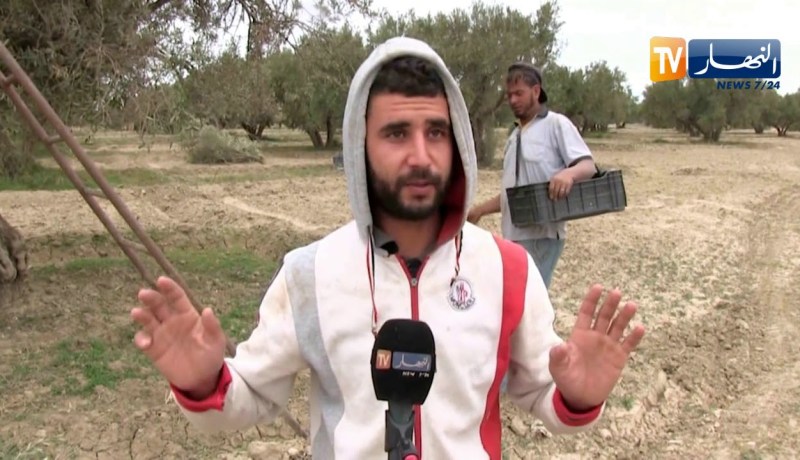 عين تموشنت: موسم جني الزيتون .. فرصة لكسب القوت للشباب البطال