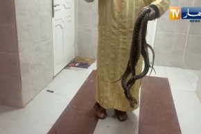 تبسة: شخص غير عادي يربي الثعابين ويتعايش معها في منزله