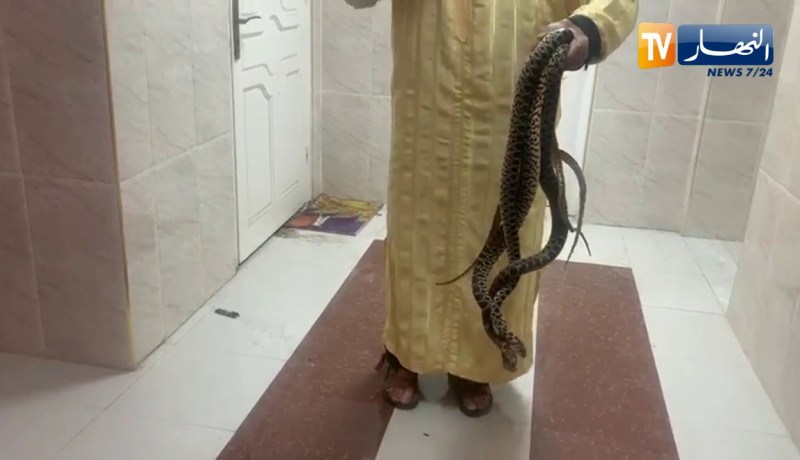 تبسة: شخص غير عادي يربي الثعابين ويتعايش معها في منزله