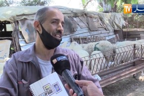 مجتمع: شراء أضحية العبد عبر الهاتف في زمن كورونا