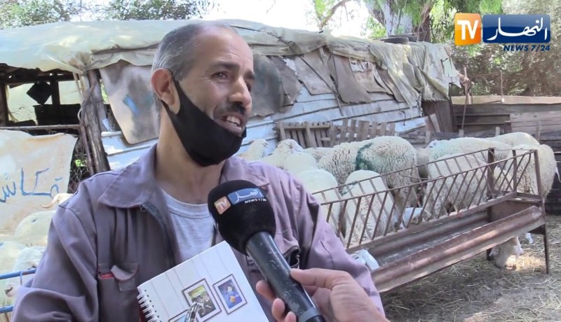 مجتمع: شراء أضحية العبد عبر الهاتف في زمن كورونا