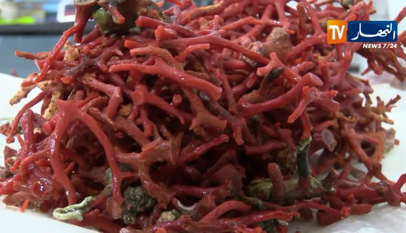 فلاحة/ قرار وزاري مشترك ينظم صيد وتجارة المرجان الخام