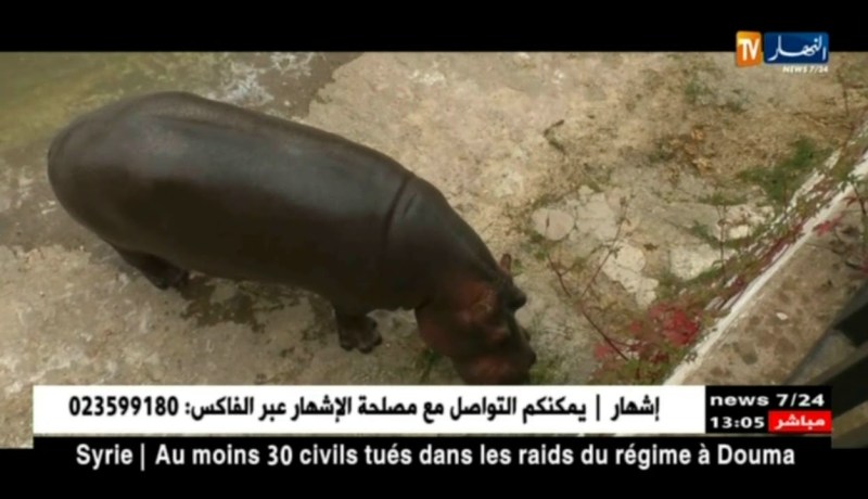 لهذه الأسباب أصبحت حديقة التسلية تحت وصاية شركة الإستثمار للفندقة