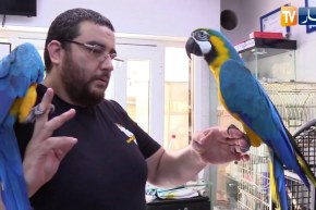 مجتمع: روميو وجوليت.. يجتمعان في محل بيع طيور الببغاء