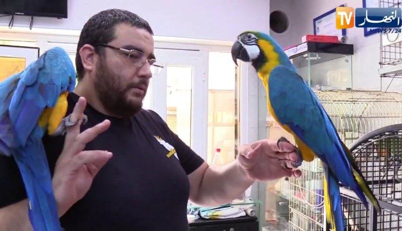 مجتمع: روميو وجوليت.. يجتمعان في محل بيع طيور الببغاء