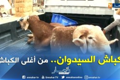أدرار/ كباش السيدوان تتجاوز 50 ألف دج بأسواق الماشية