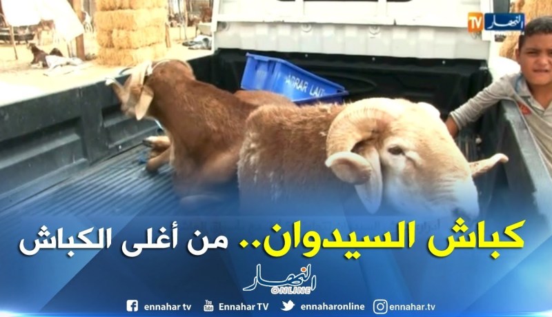 أدرار/ كباش السيدوان تتجاوز 50 ألف دج بأسواق الماشية