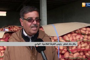 تجارة خارجية: الجزائر تصدر 500 طن من البطاطا نحو فرنسا