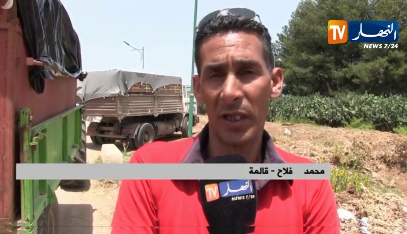 قالمة: الفلاحون والناقلون متذمرون من الطوابير الطويلة أمام تعاونية القمح ببلخير