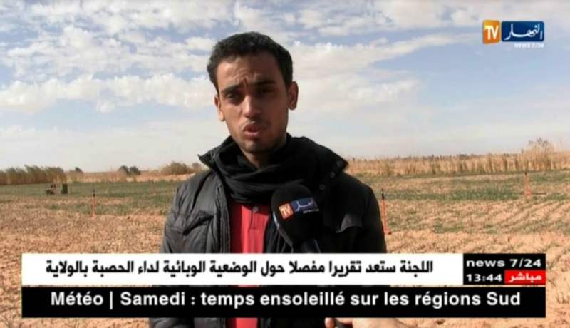 أدرار/ فلاحو أوقروت…إهتمام واسع بزراعة الثوم