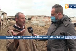 صريح جدا: غلاء الأعلاف ونقص الدعم  مشاكل تعيق نشاط مربي الأبقار بعين تموشنت