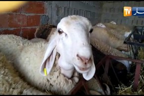 بجاية: شاهد إقبال أرباب العائلات على نقاط المرخصة لبيع الأضاحي مع وفرة الماشية