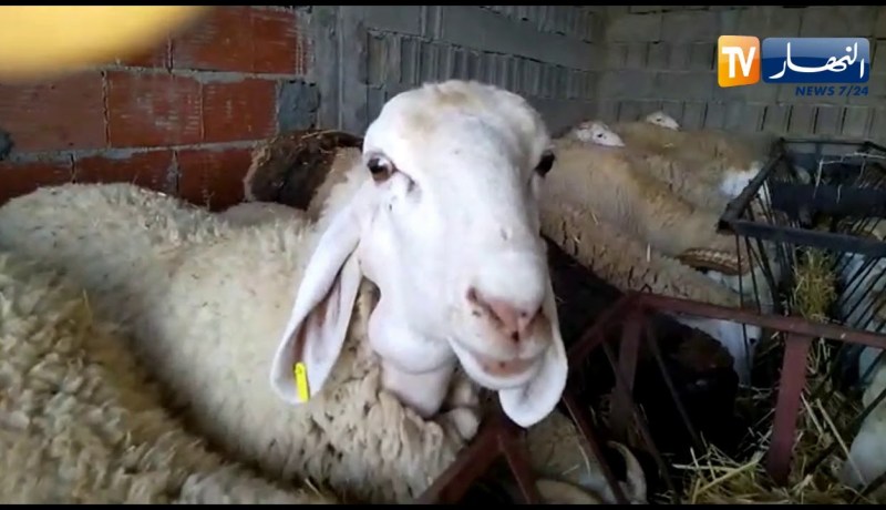 بجاية: شاهد إقبال أرباب العائلات على نقاط المرخصة لبيع الأضاحي مع وفرة الماشية