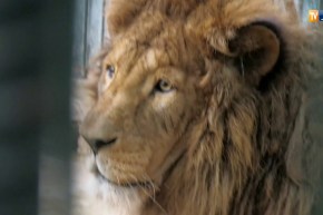 هذه هي المعايير التي يجب إتباعها في إنشاء حديقة حيوانات آمنة