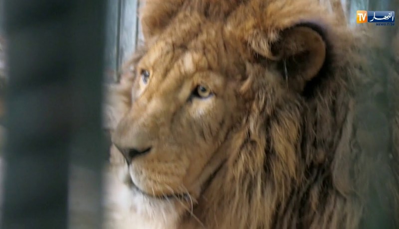 هذه هي المعايير التي يجب إتباعها في إنشاء حديقة حيوانات آمنة