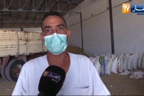 ورقلة: الديوان الوطني للحبوب على قدم وساق من اجل تزويد مربين الابل بمادة الشعير في ظل جائحة كورونا