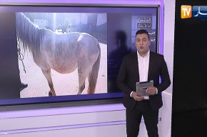 النهار ترندينغ: صور لخيول أصيلة في حالة كارثية نتيجة الإهمال بتيارت