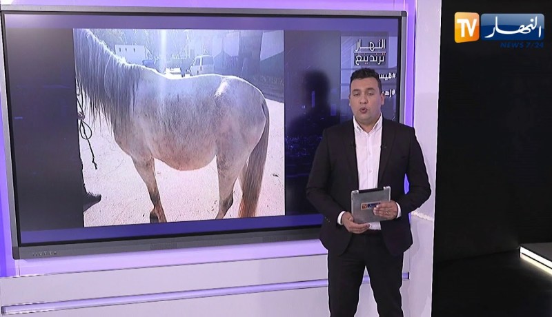 النهار ترندينغ: صور لخيول أصيلة في حالة كارثية نتيجة الإهمال بتيارت