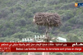 الطارف: اللّقلق بين ضرورة حمايته إيكولوجيا وتجنب انقطاع التيار الكهربائي المتكرر