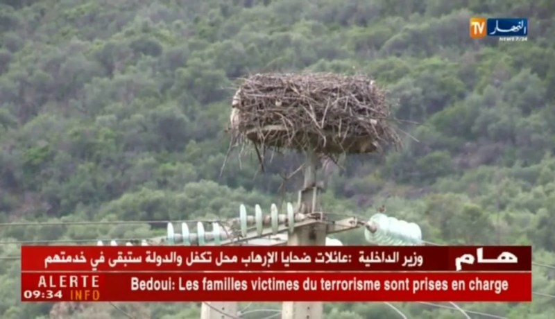 الطارف: اللّقلق بين ضرورة حمايته إيكولوجيا وتجنب انقطاع التيار الكهربائي المتكرر