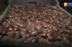 من عمق الجزائر: هكذا يعيش سكان منطقة بني حواء المعزولة بالشلف