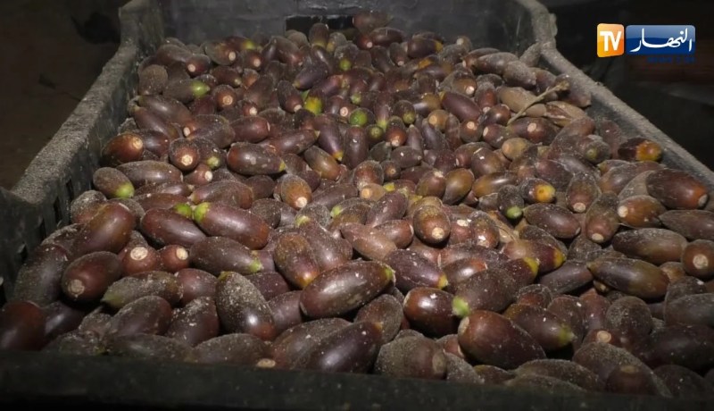 من عمق الجزائر: هكذا يعيش سكان منطقة بني حواء المعزولة بالشلف