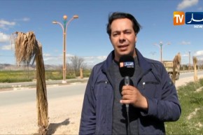 تبسة: وكيل الجمهورية يأمر بفتح تحقيق في مشروع تزيين المداخل بالنخيل