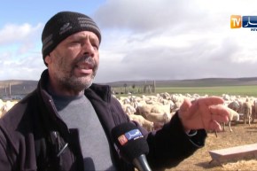 أم البواقي/ وباء يفتك بـ 70 رأس من الماشية في مشتة عين بن عياد