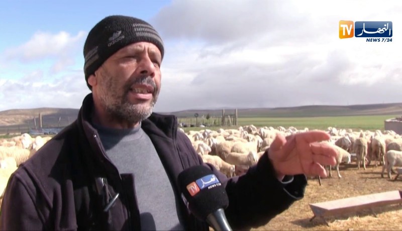 أم البواقي/ وباء يفتك بـ 70 رأس من الماشية في مشتة عين بن عياد