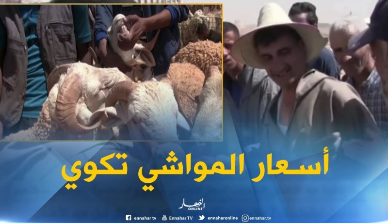 بالفيديو.. دعايات مرض المواشي وراء إرتفاع سعرها