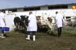 إجراءات احترازية في سطيف لتطويق الحمى القلاعية