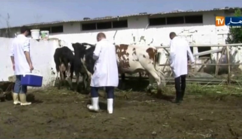 إجراءات احترازية في سطيف لتطويق الحمى القلاعية