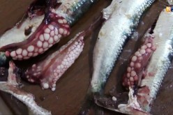 الجزائريون يتناولون سردينا محشوا بالطفيليات !!