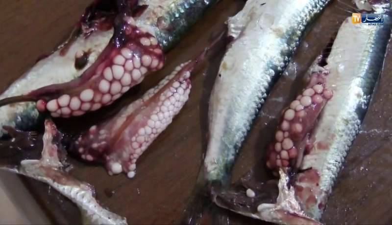 الجزائريون يتناولون سردينا محشوا بالطفيليات !!