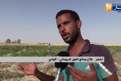 الوادي: الفول السوداني.. إنتاج وفير يقابله مشكل التسويق