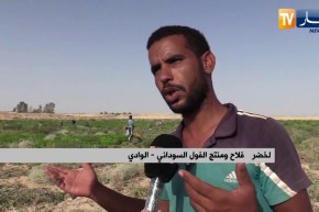 الوادي: الفول السوداني.. إنتاج وفير يقابله مشكل التسويق