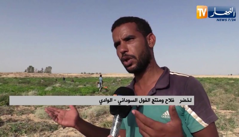 الوادي: الفول السوداني.. إنتاج وفير يقابله مشكل التسويق