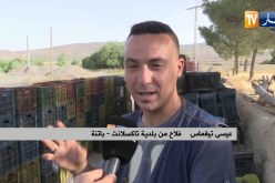 باتنة: إنطلاق حملة جني المشمش وسط إرتياح الفلاحين لأسعار البيع المعقولة