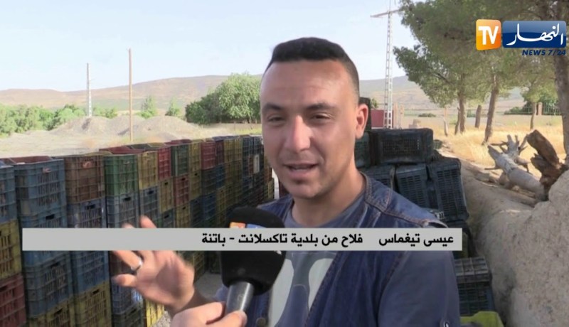 باتنة: إنطلاق حملة جني المشمش وسط إرتياح الفلاحين لأسعار البيع المعقولة