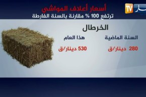 فلاحة: 100 بالمئة زيادة في سعر أعلاف المواشي.. خسائر معتبرة للموالين