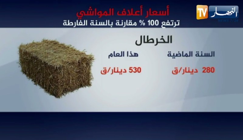 فلاحة: 100 بالمئة زيادة في سعر أعلاف المواشي.. خسائر معتبرة للموالين