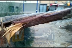 شاهد: أمطار و رياح قوية تتسبب في سقوط شجرة ببوسعادة