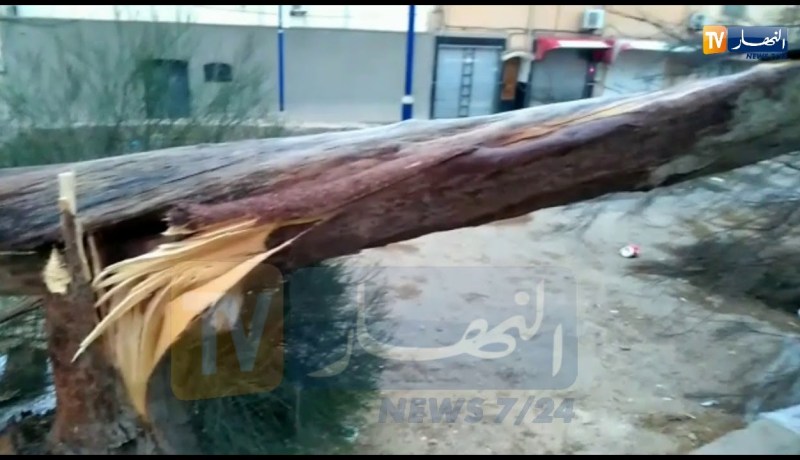 شاهد: أمطار و رياح قوية تتسبب في سقوط شجرة ببوسعادة