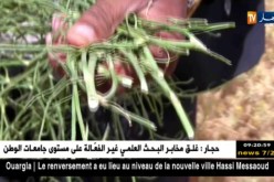سعيدة: فلاحون يطالبون بالحلول لوقف الإنتشار الكبير للأعشاب الضارة