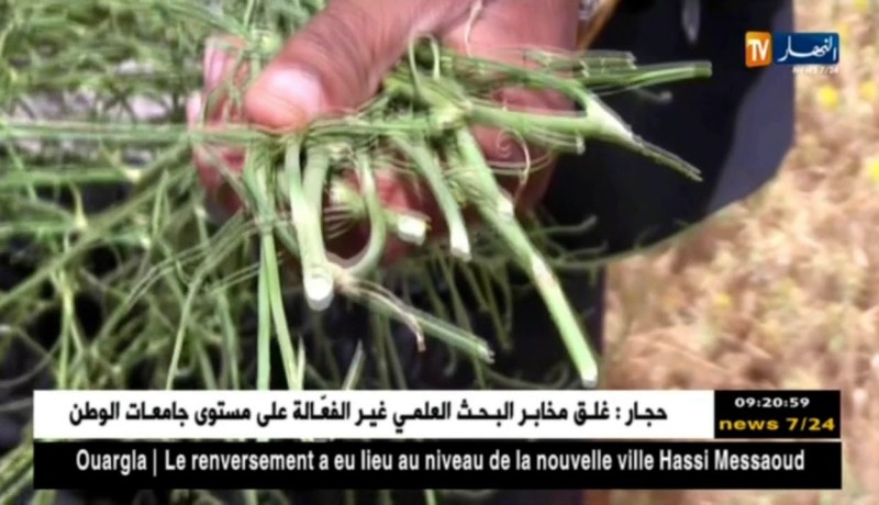 سعيدة: فلاحون يطالبون بالحلول لوقف الإنتشار الكبير للأعشاب الضارة