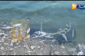 ارتفاع غير مسبوق لنفوق الاسماك بسد قروز بوادي العثمانية في ميلة