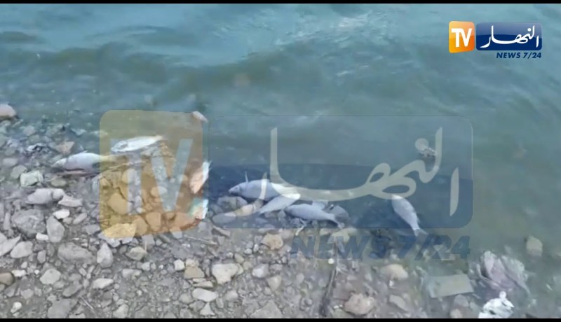 ارتفاع غير مسبوق لنفوق الاسماك بسد قروز بوادي العثمانية في ميلة