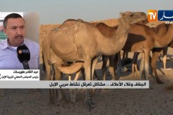 الجفاف وغلاء الأعلاف..مشاكل تعرقل نشاط مربي الإبل