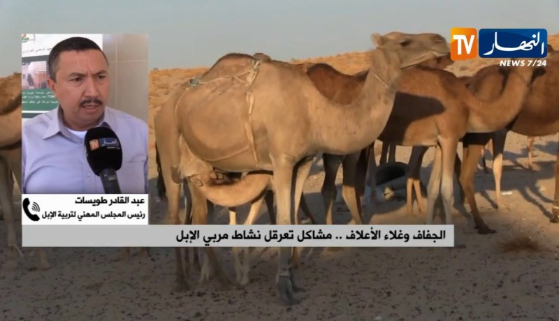 الجفاف وغلاء الأعلاف..مشاكل تعرقل نشاط مربي الإبل